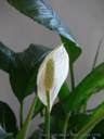 Peace Lilly - Peace Lillies are very easy to care for.  They are simple yet beautiful.