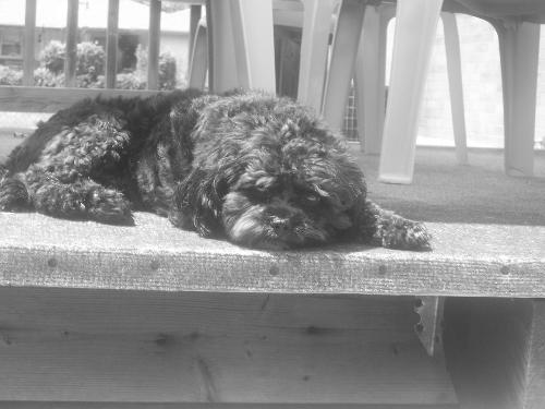 Cody - this is just a picture of my dog Cody..