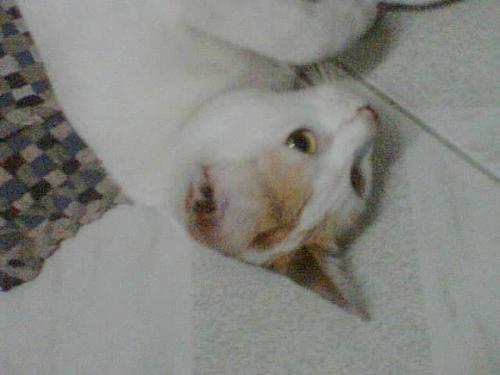 cat - this is my pet mawmao..!