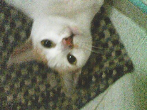 c mawmao - my pet