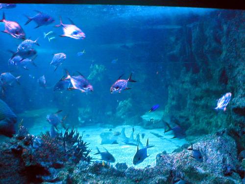 aquarium fish - sydney aquarium fish window