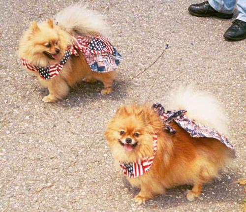 dogs - cutie poms