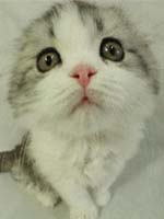 ~ eyaww... - i'm a cuty kitty-kitty cat ..