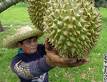 A Durian - King of fruit.