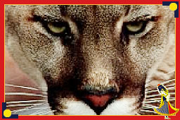 strength - tiger