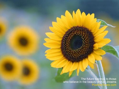 sunflower - The future belongs to those who belive in the beauty of thier dreams.