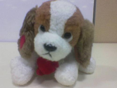 dog - my cute doggy
