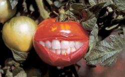 Happy tomato - smiling tomato