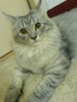 Charlie my cat - this is a picture of my cutie baby charlie taken last September, when i just found out am 6 weeks pregnant and that he cant stay with us anymore. thats how shock he is...