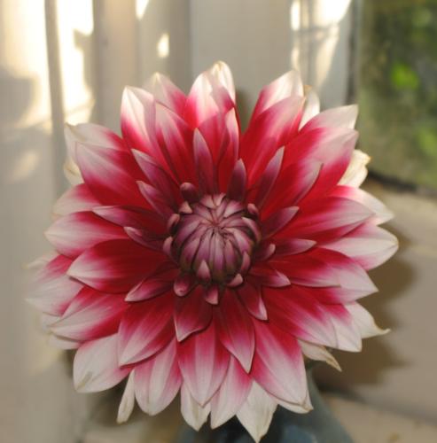Dahlia - Despite the heat and a long drought - this little beauty arrived today in my garden