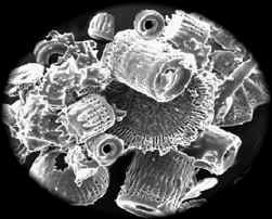 Diatomaceous Earth or known as di-atomate - Diatomaceous earth (DE) contains the fossil remains of diatoms, a type of algae which produces skeletons made amorphous (non-crystalline) silica.