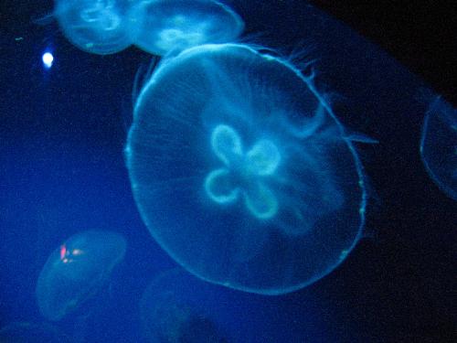 Virginia Aquarium - Jelly Fish.  Taken with a Canon SD900 Powershot, aquarium setting..