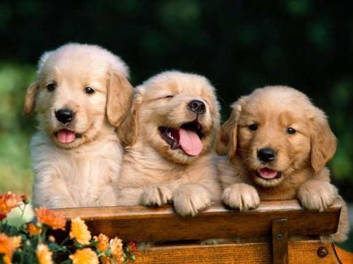 dogs - little puppys