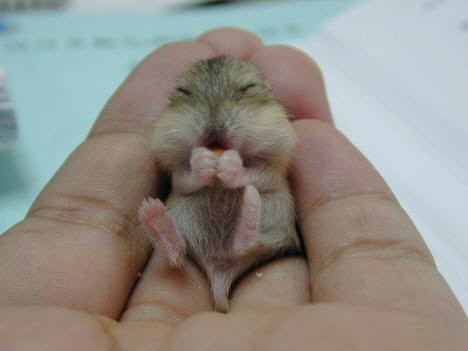 mice,rats and mouse - there cute but am to scared to hold it..