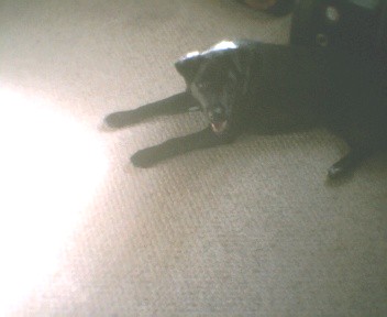 bear my dog - bear laying down