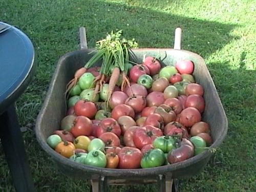 Too many tomatoes - I do this every year, get all excited, plant too many, get too lazy to can them, and give the biggest part away or they rot! I say it every year and this year I mean it~only one plant of each type! No more than 5 tomatoe plants this year.