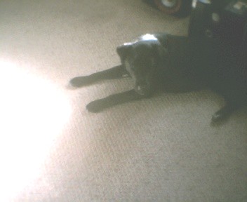 bear laying down - bear is a cuddlely dog