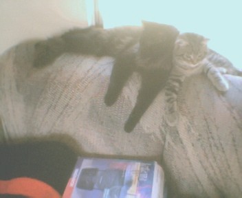 friskey and spooky - friskey and spooky laying together