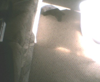puppy laying in front of couch - puppy in the house laying down