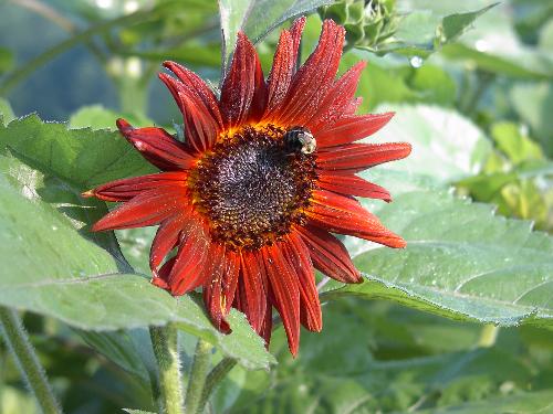 Sunflower Beauty - I took this picture early one morning. I loved my sunflowers till we had a big storm blow through. Destroyed almost all of them! Deer ate good though!