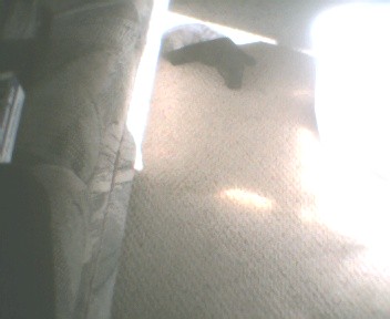 puppy laying down - puppy laying down in front of couch