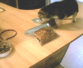 puppy on counter - puppy trying to get the cookies