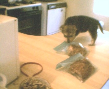 puppy on counter - puppy still trying to get cookies