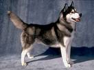 sh - Black and white Siberian Husky