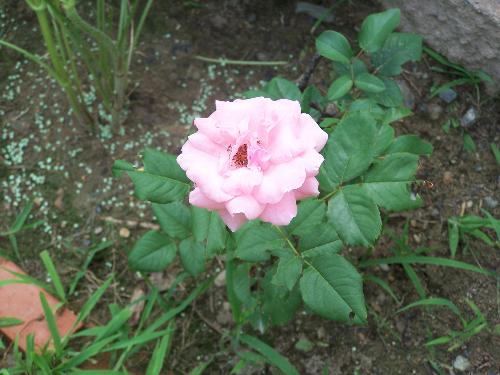 I love gardening! - A pink rose that bloomed late.