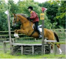 Oeillade doing show cross - Oeillade jumping a fence in a show cross competition