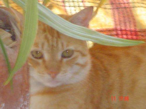 my big cat - my lovely cat