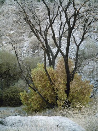 A Tree Arises from the Ashes - This pic was taken in Hellhole Canyon.  The original tree had been burned and a new one is now growing.