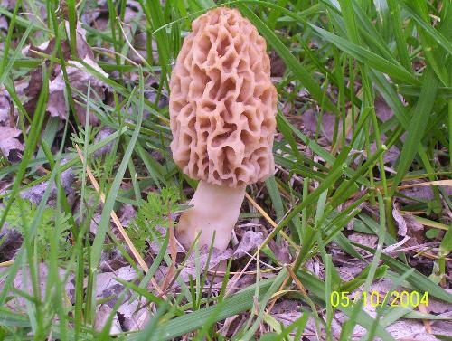 Yellow (Blonde)Morel Mushroom - This is a morel mushroom. A yard-find. Growing in grass.
