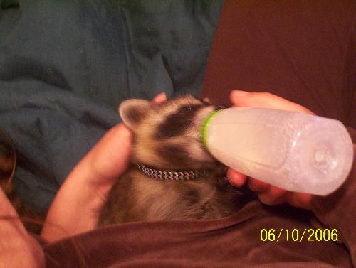Baby Raccoon - Rehabilitated baby raccoon.