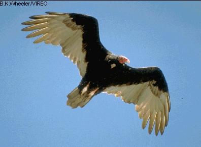 Bird - A beautifuly taken picture of a bird sorring across the open skies Bird - A beautifuly taken picture of a bird sorring across the open skies