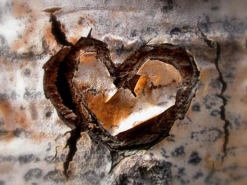 love wood - this is the heart of tree