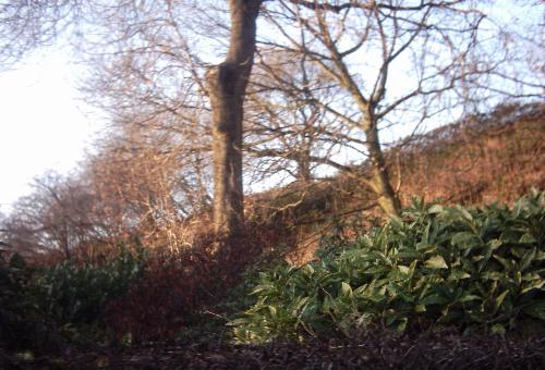Nature, Yule Dec 21 06 - The Railway embankment looked too good to ignore.