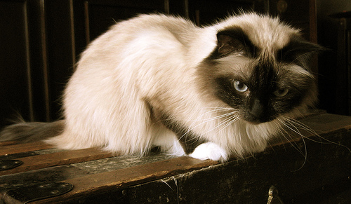 Remmycat - My Birman, Remington, hanging out on the old trunk my great-grandfather came over from Ireland with.