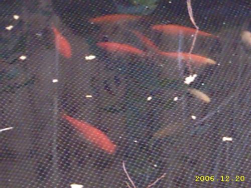 Gold Fish  - Our garden pond, taken recently in our garden.