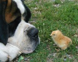 don't sweat the small stuff - dog and chick picture