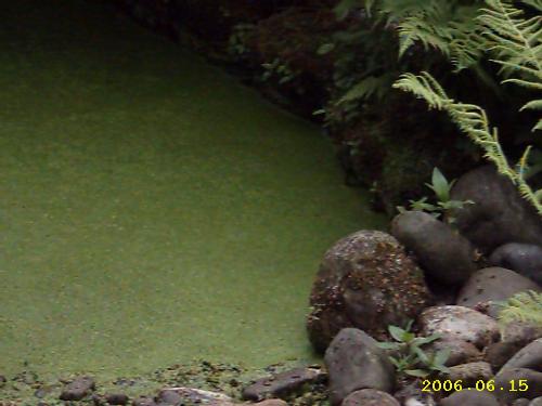 frog pond - This little pond houses frogs, I don't think you can see them. This was taken in England, and  yet it reminds me of something tropical.
