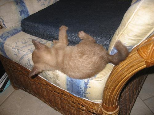 Coco my Cat - Taken when my cat was just 10 weeks old...