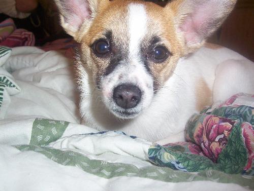 my new puppy - This is my new puppy.She is a rat terrier pomeranian. She weighs only 7lbs.Her name is Brandi. This dog lights up my life everyday.