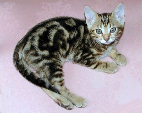cats are stunning - its a cute and beautiful pet. what u say?