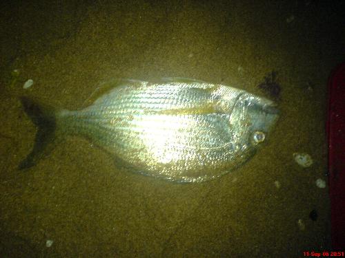 A fish from the sea... - I caught this one... just off the shore near where i live. Its nice to catch fish, the adrenaline of the catch and once you land it on the beach, together with the ocean, its awesome... :)