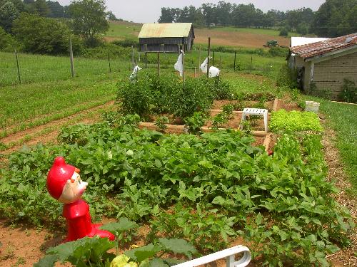 Mid Summer Garden - This was mid season in my garden. I can't wait till spring comes around and I can get back to working outdoors