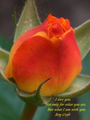 I love you,Not only for what you are.But I am with - This is a beautiful picture expressing love with a saying by Roy croft