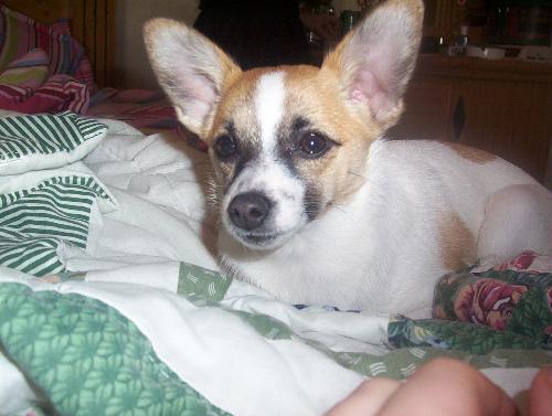 My sweetie - This is my puppy when she was only 4 months old .