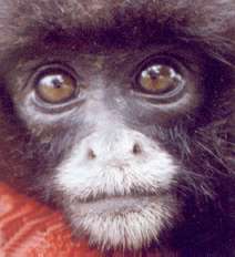 Baby Wooly Monkey - Baby monkeys can be so cute.  They are just like raising human children.