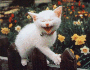 laughing cat - This is a cat laughing.
